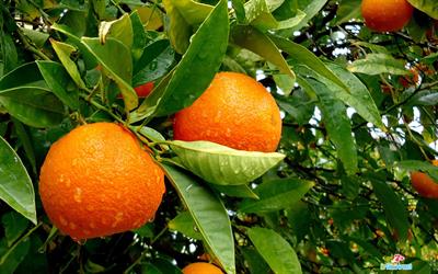 Citrus aurantium - نارنج